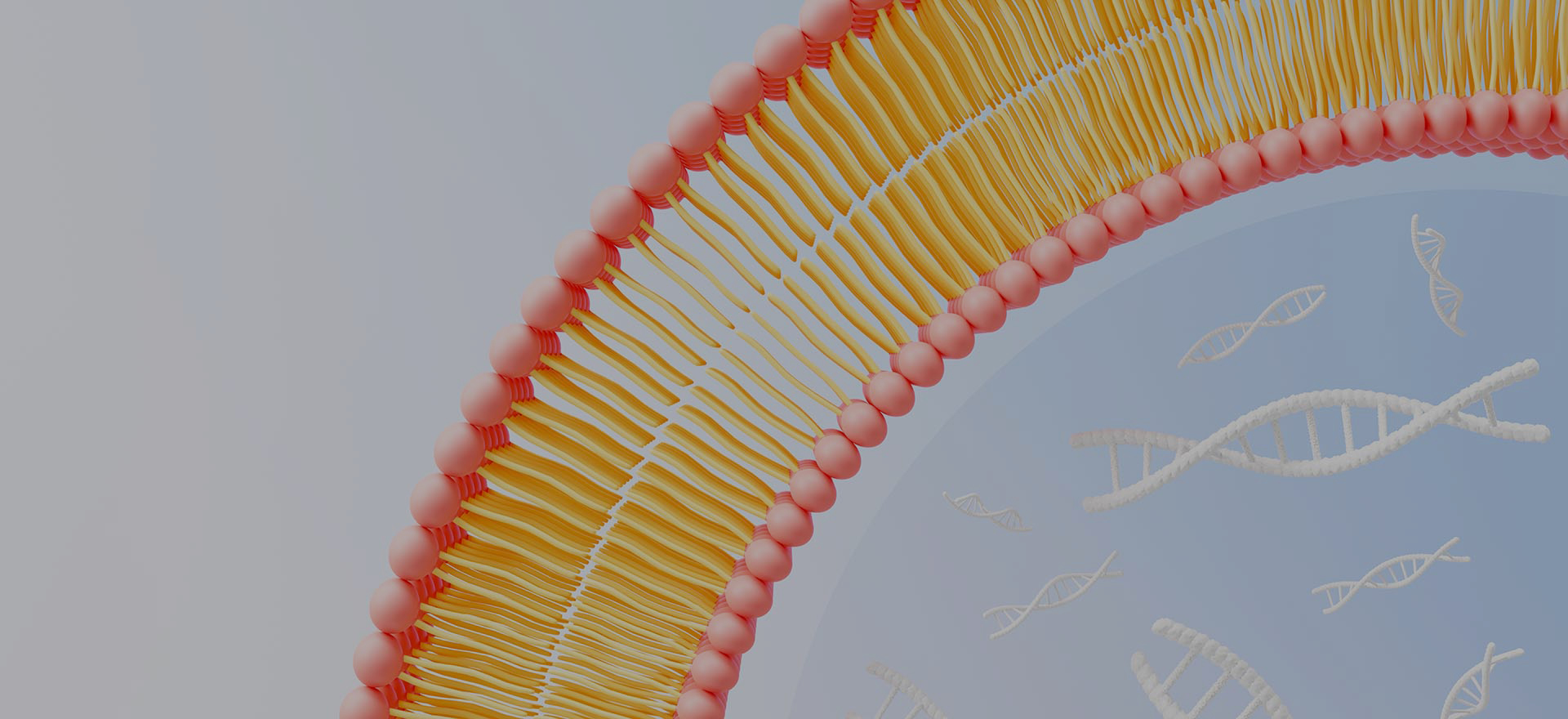 왜 LiposoMore를 선택합니까?