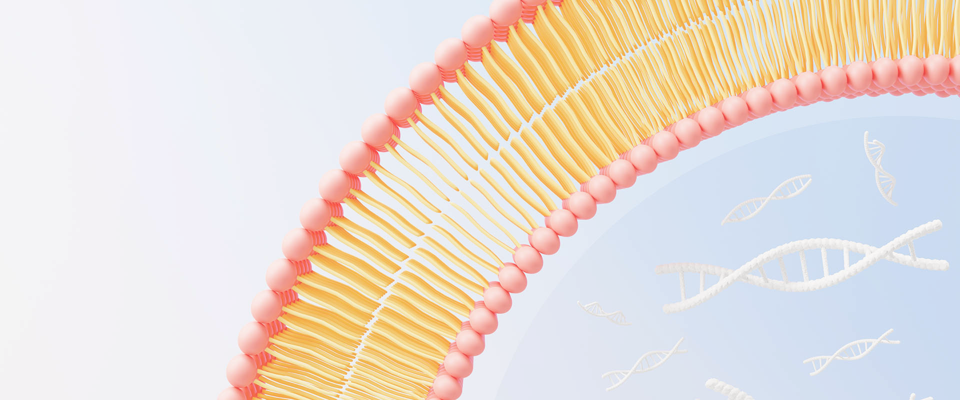 리포좀 비타민이란 무엇입니까