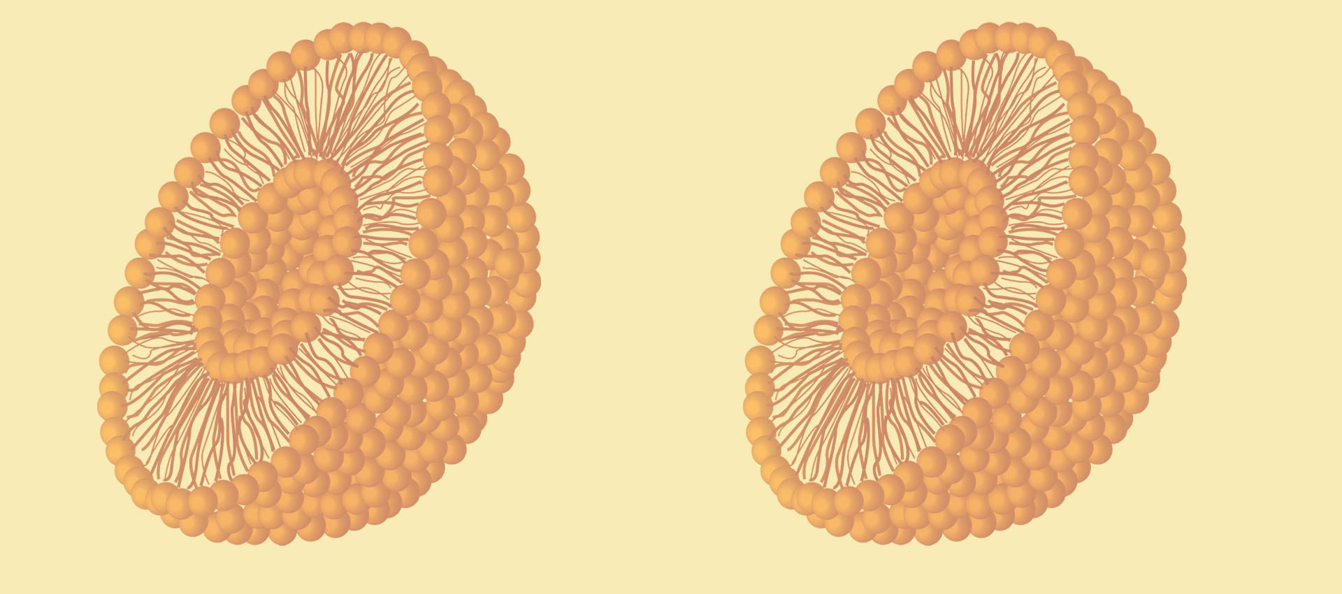 리포솜 비타민 B2