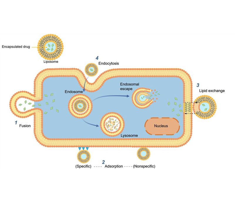 타겟팅 및 지속 출시