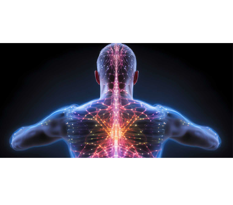 세포 및 신경 시스템 건강 증진