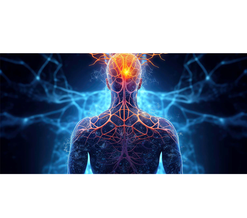 뇌와 신경계 건강 지원