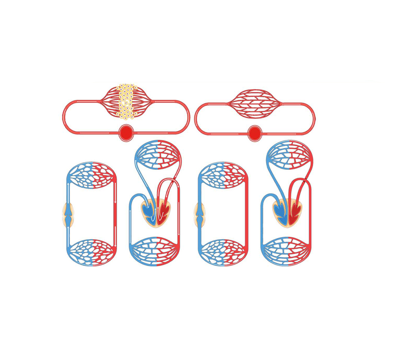 에너지 및 미토콘드리아 기능 지원