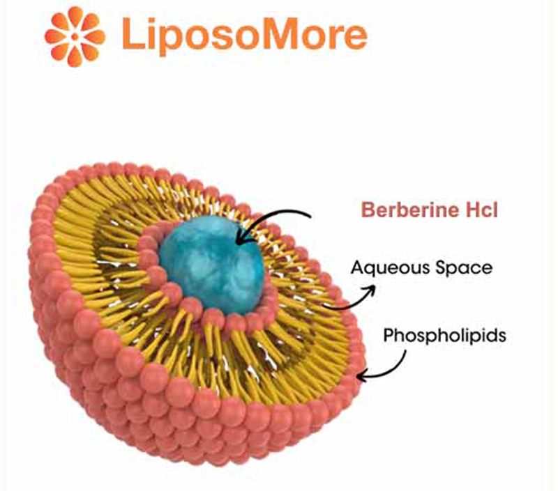 콜레스테롤 및 심혈관 건강 지원