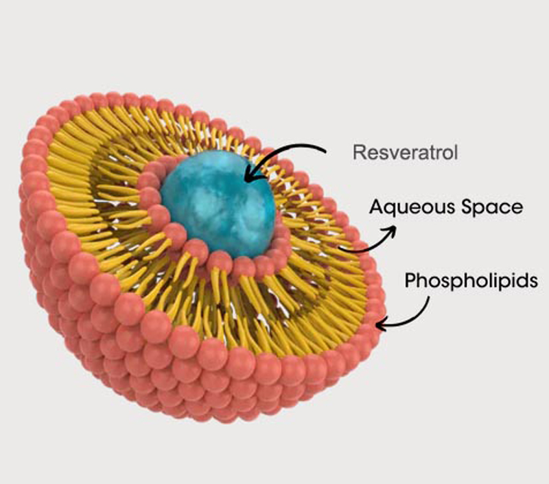 노화 방지 및 세포 보호