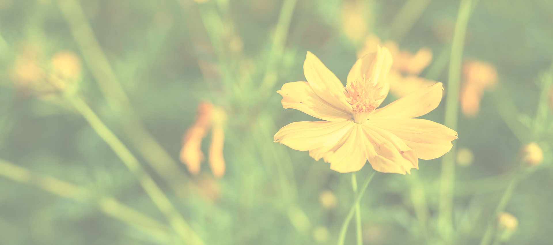 리포솜 베르베린 염산염