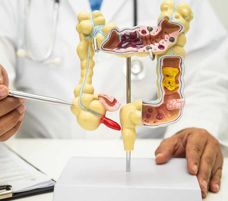대사 및 소화 건강에 이상적
