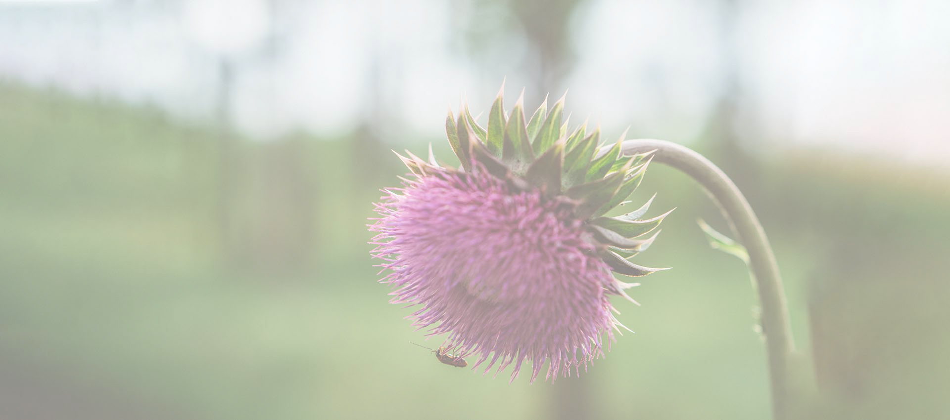 리포솜 실리 마린