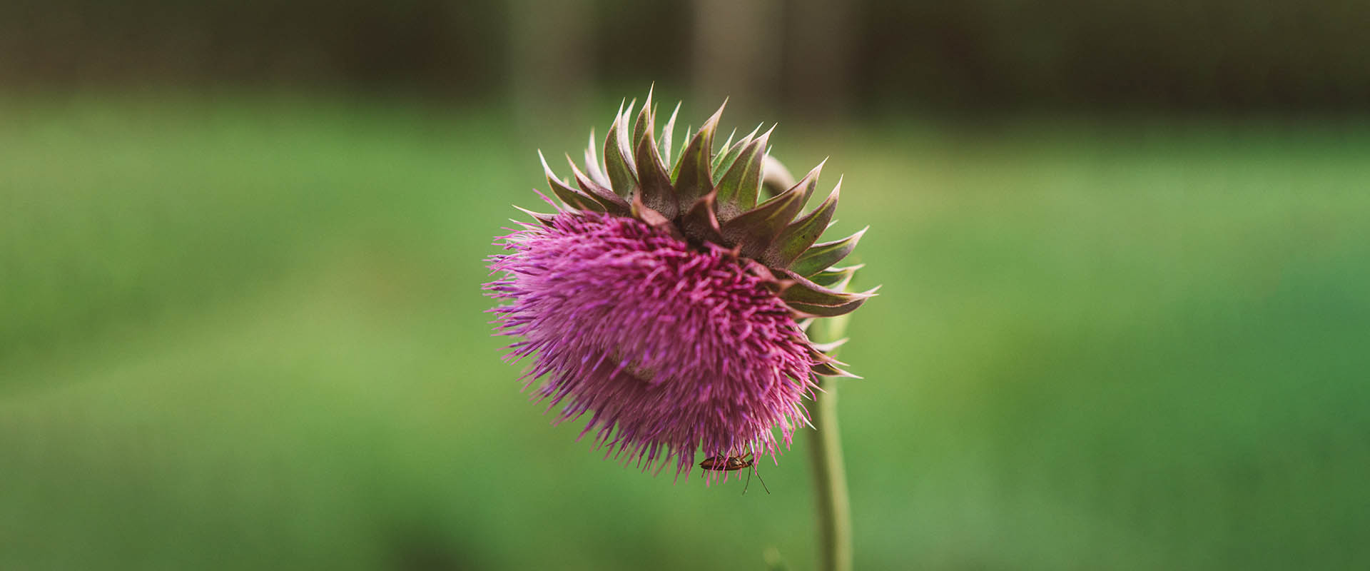 리포솜 실리마린 특징