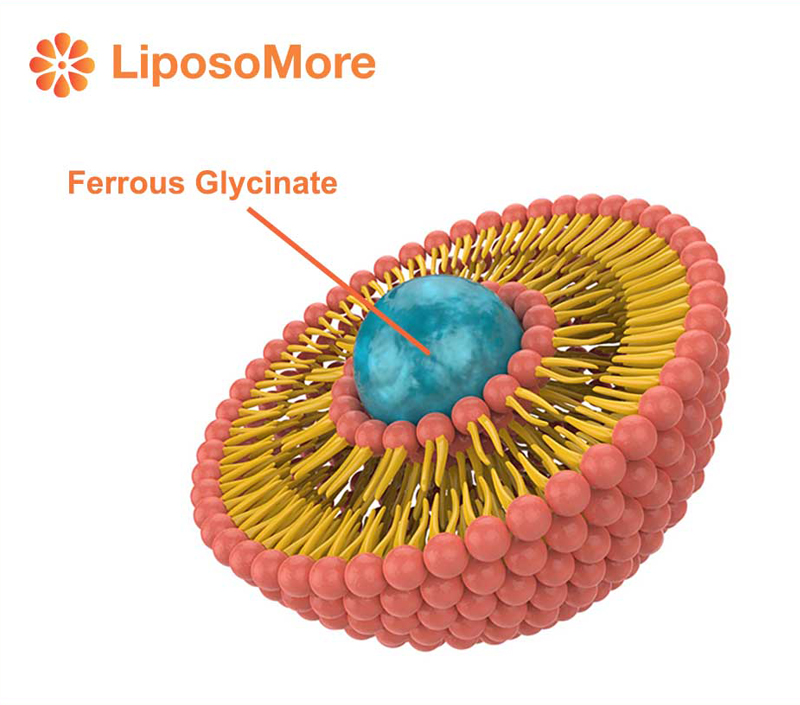 효율적인 보충을 위한 생체이용률 대폭 개선