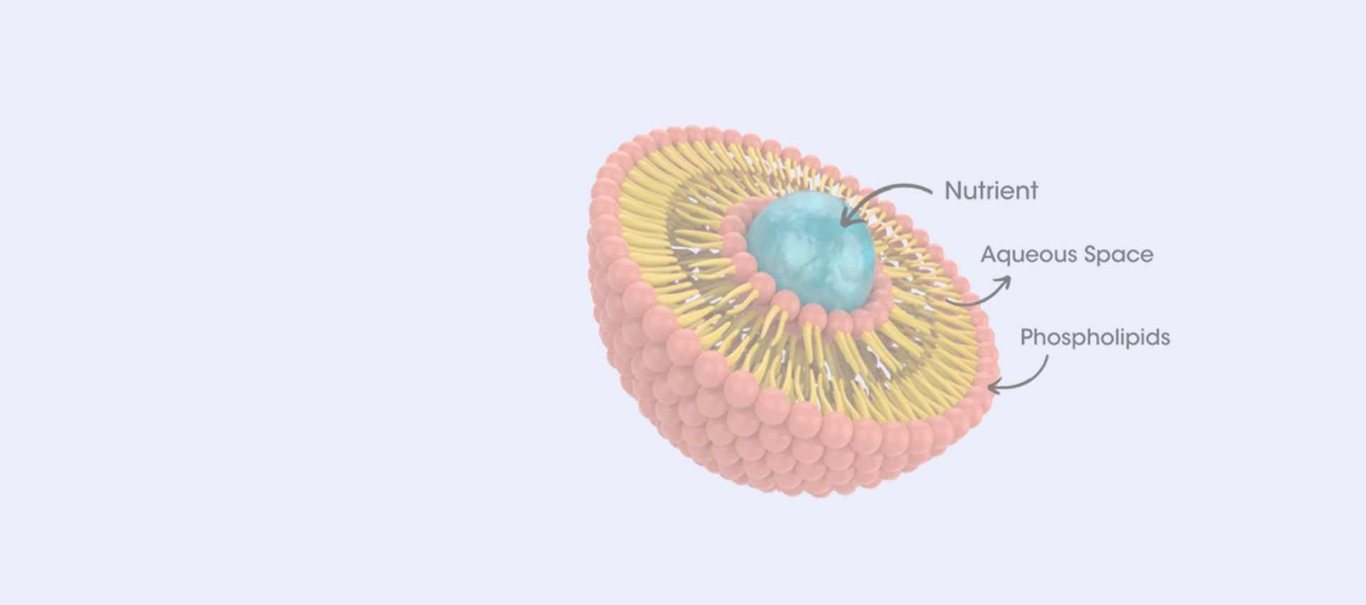 리포솜 레스베라트롤
