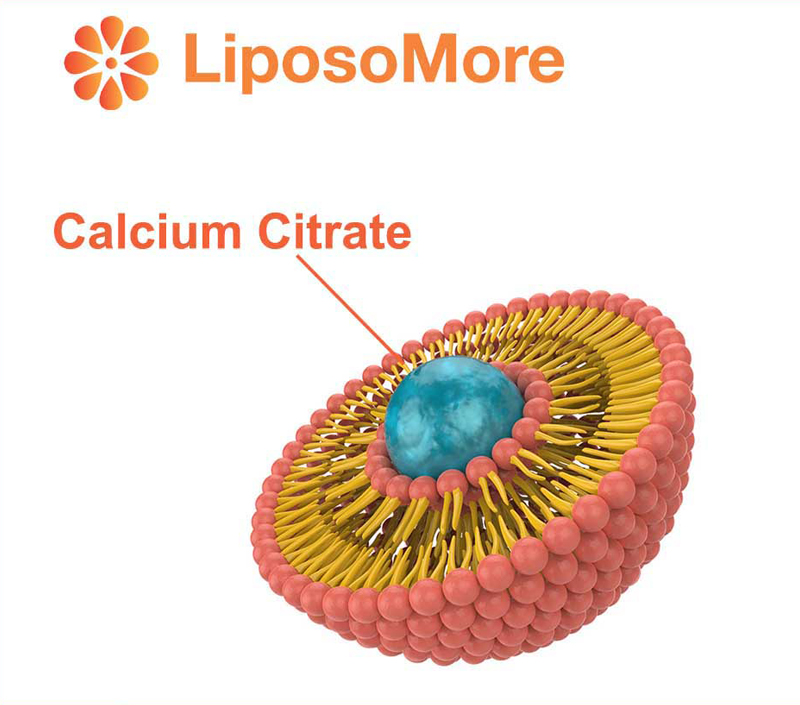 리포솜 전달을 통한 우수한 생체 이용률