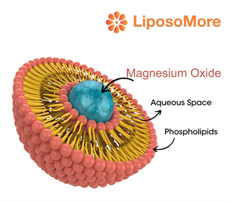 에너지 대사 및 근육 기능 지원
