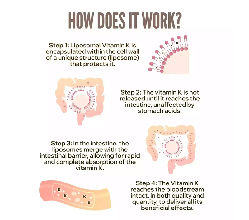 더 나은 흡수를위한 우수한 생체 이용률