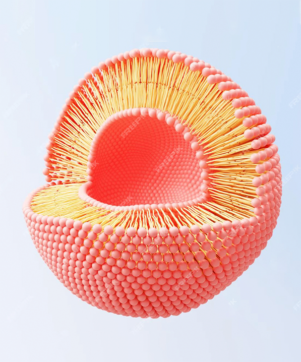 Liposomal은 무엇입니까?